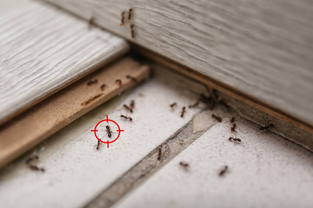 Best Ant Control Services  in Sturgis, MI