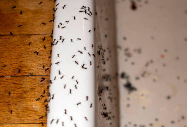 Best Pest Prevention Services  in Sturgis, MI